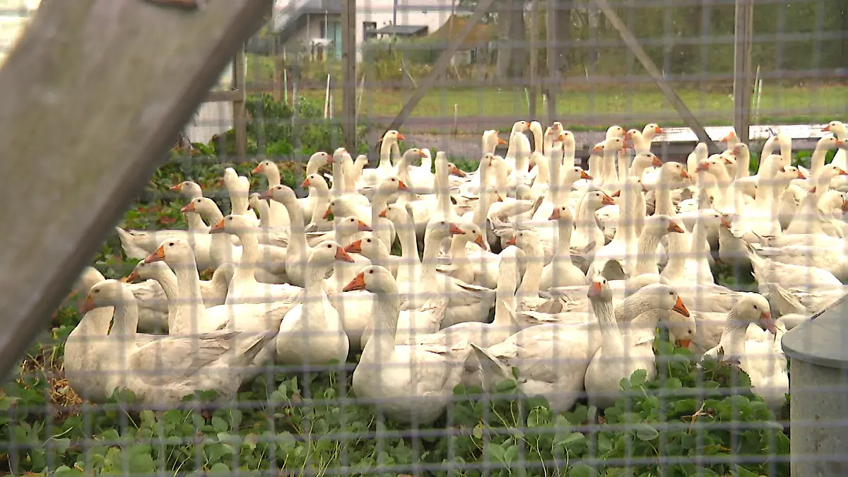 Die Vogelgrippe verbreitet sich rasant in Norddeutschland