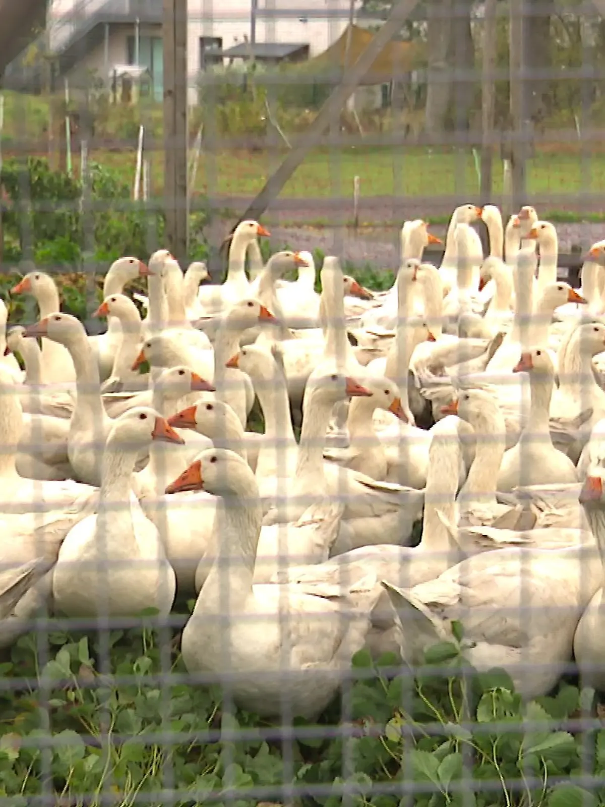Die Vogelgrippe verbreitet sich rasant in Norddeutschland