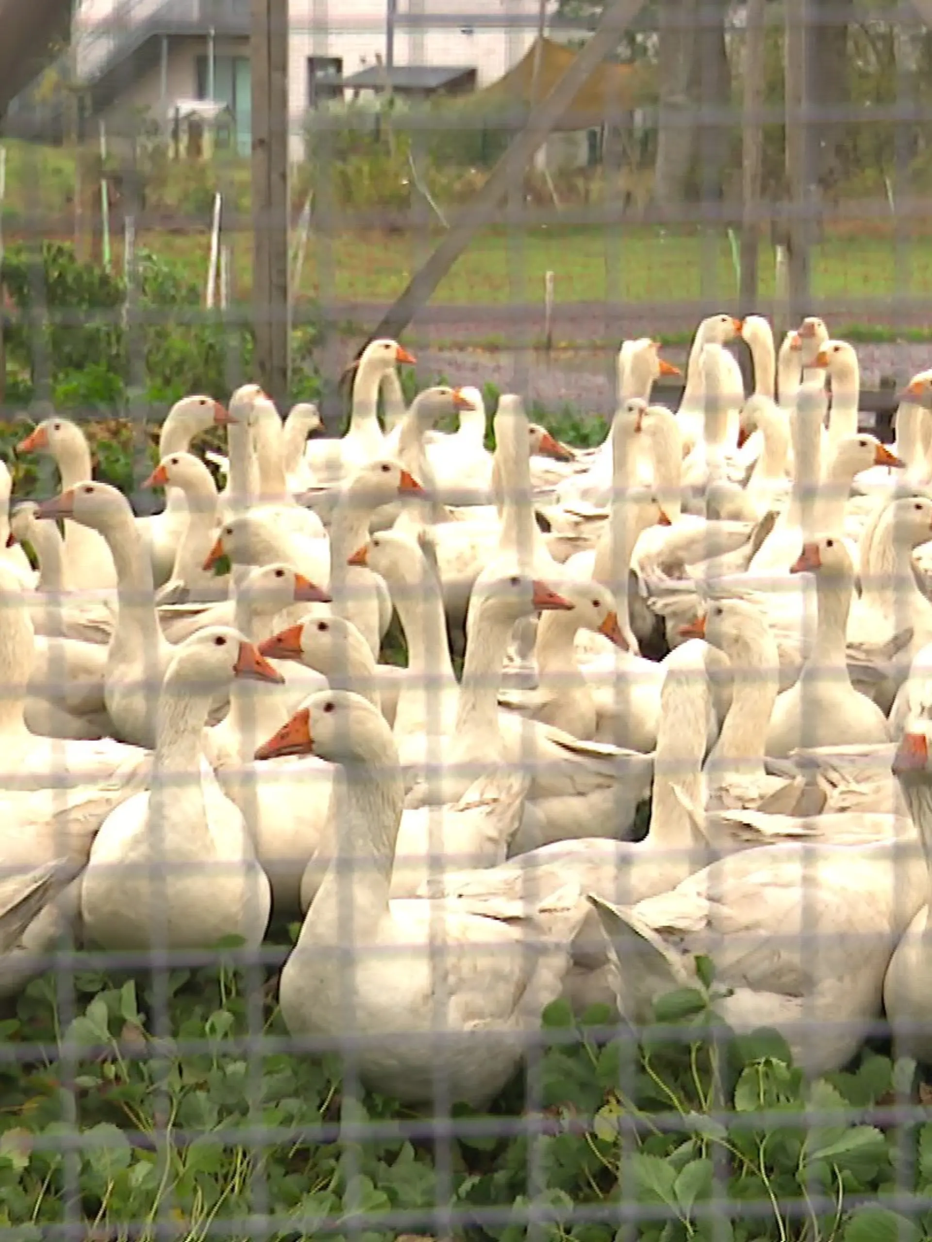 Die Vogelgrippe verbreitet sich rasant in Norddeutschland
