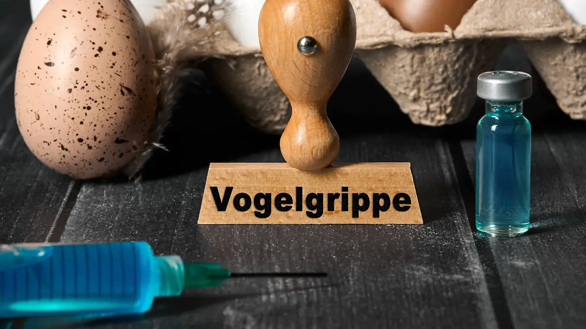 Germany - 02 July 2024: H5N1 virus - bird flu on a stamp next to egg carton and eggs of a bird or chicken. A syringe wit