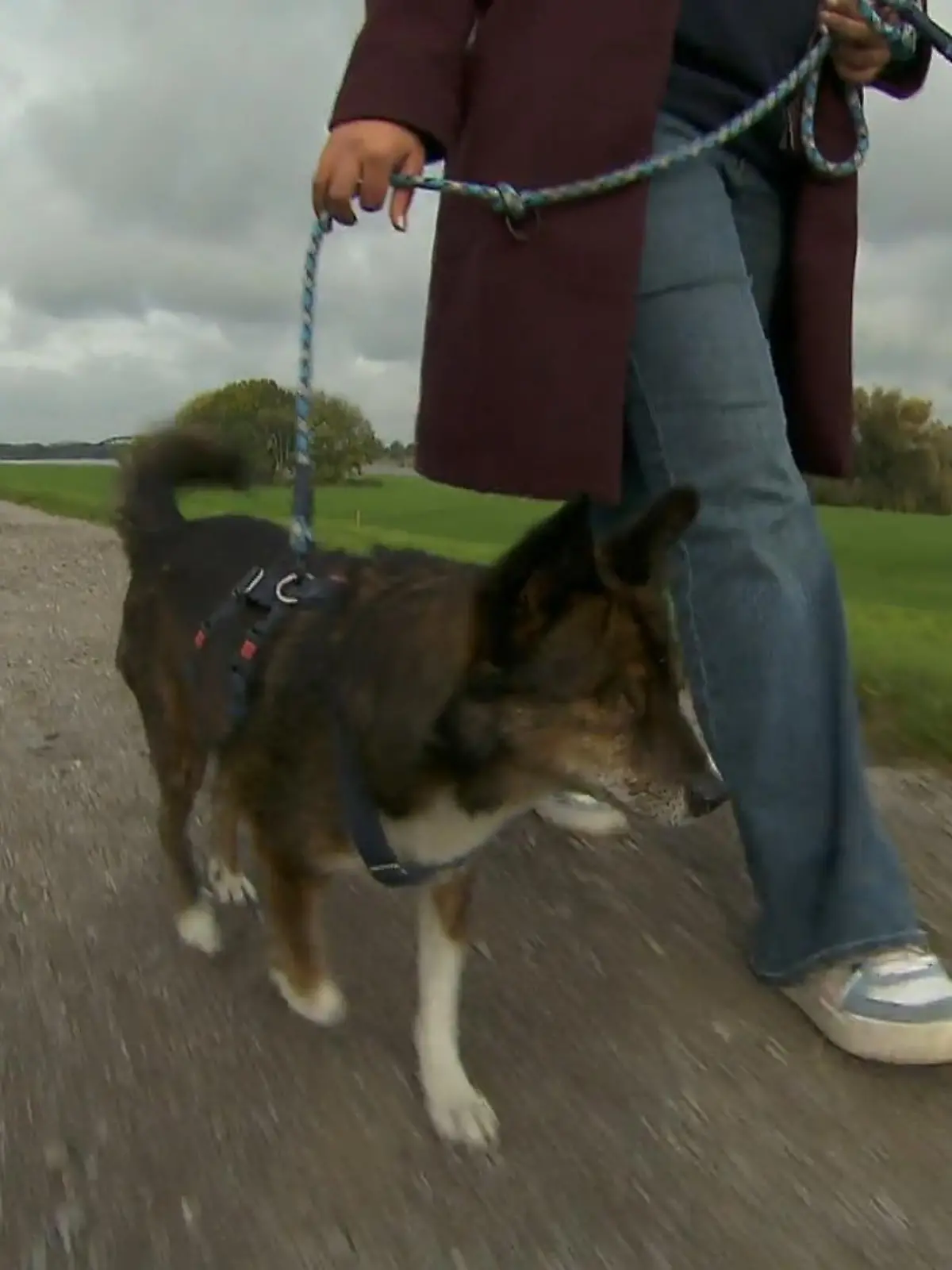 Bild zu: "Petfluencer Award 2025"