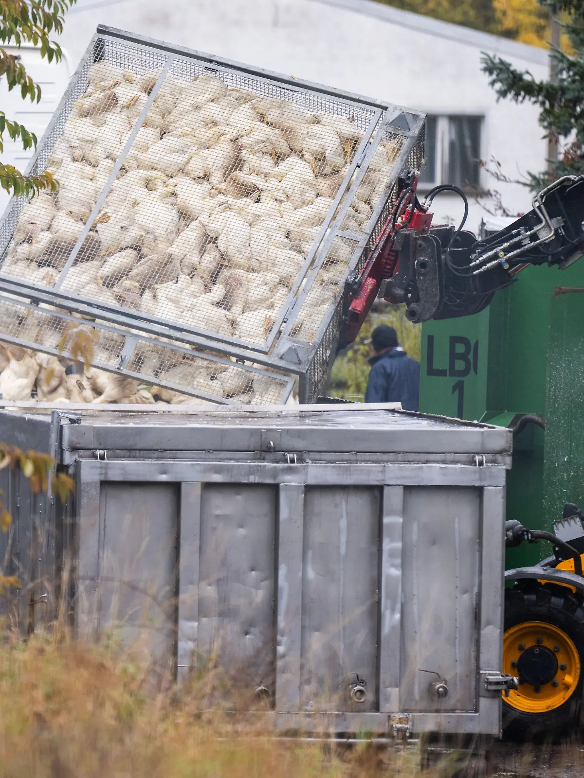 Vogelgrippe in Brandenburg