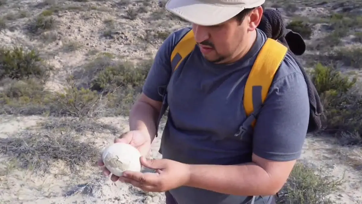 70 Millionen Jahre alt! Forscher finden Dino-Ei – Sensation Nest wenige Meter entfernt