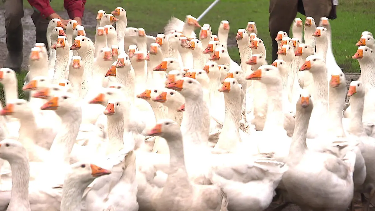 So reagieren die Landwirte auf die Geflügelpest Große Sorge im Norden