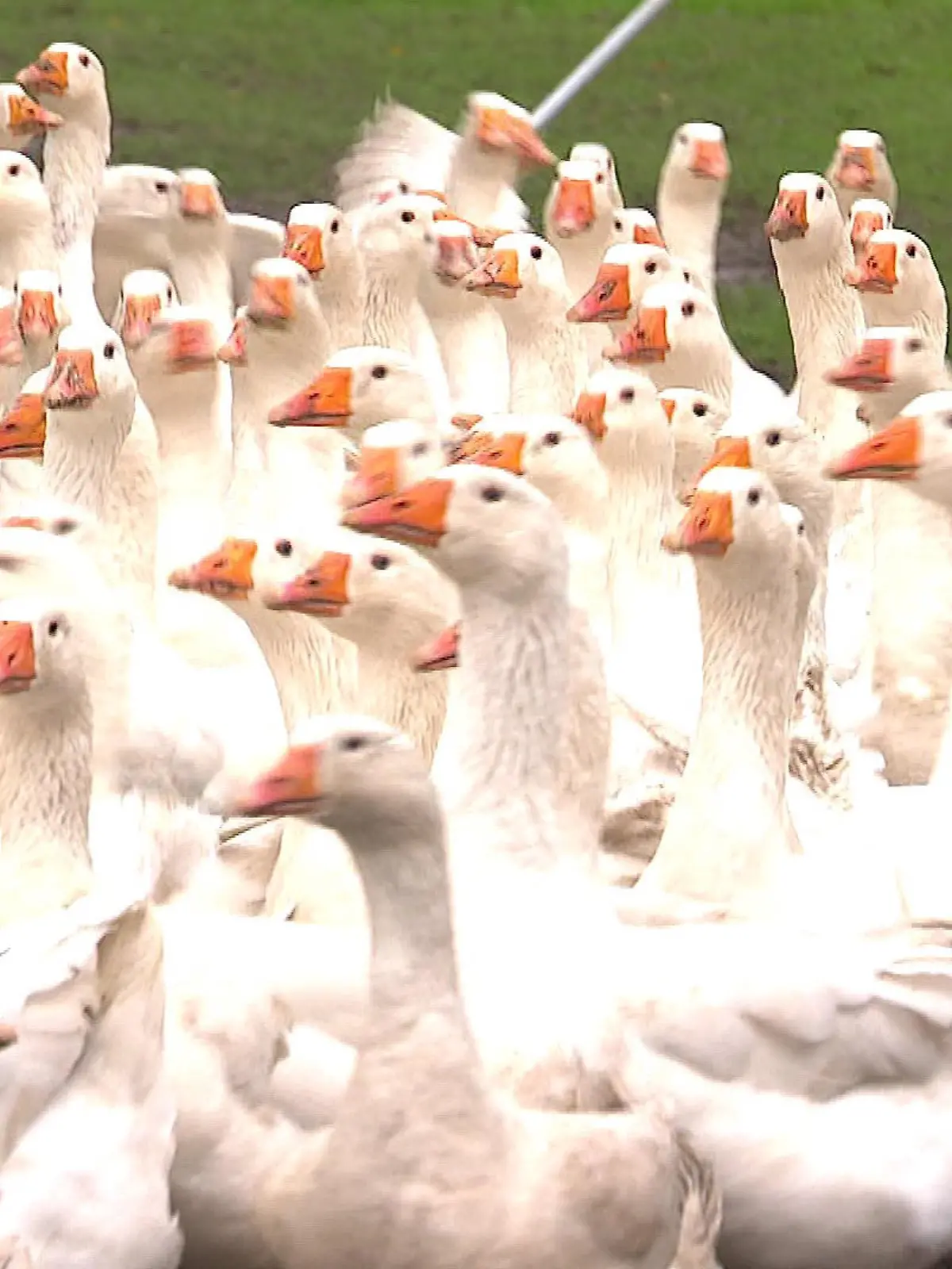 Bild zu: "Landwirt verlor tausende Tiere durch Vogelgrippe"