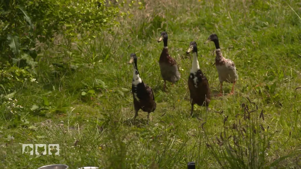 Mandy hat ein Nacktschneckenproblem Hilfe naht: Eine Horde Laufenten