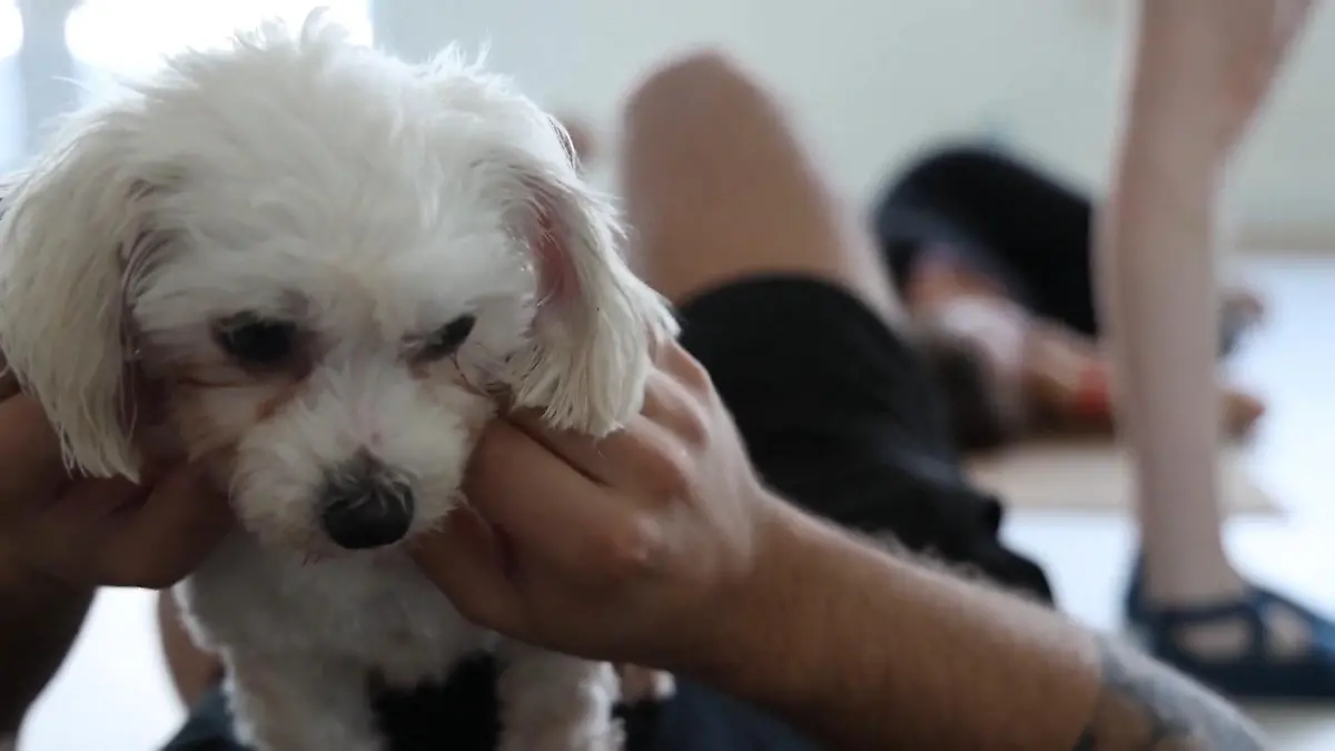 Schnuffel-Alarm in Dubai! Hier machen die Welpen mit Yoga Neuer Trend im Wüstenstaat