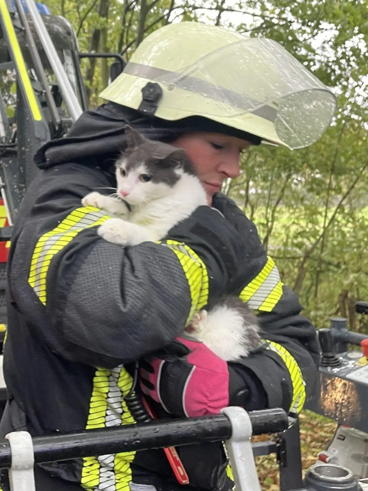 Bild zu: "Bei Regen und Sturm! Katze Queeny sitzt fünf Tage auf Baum fest"