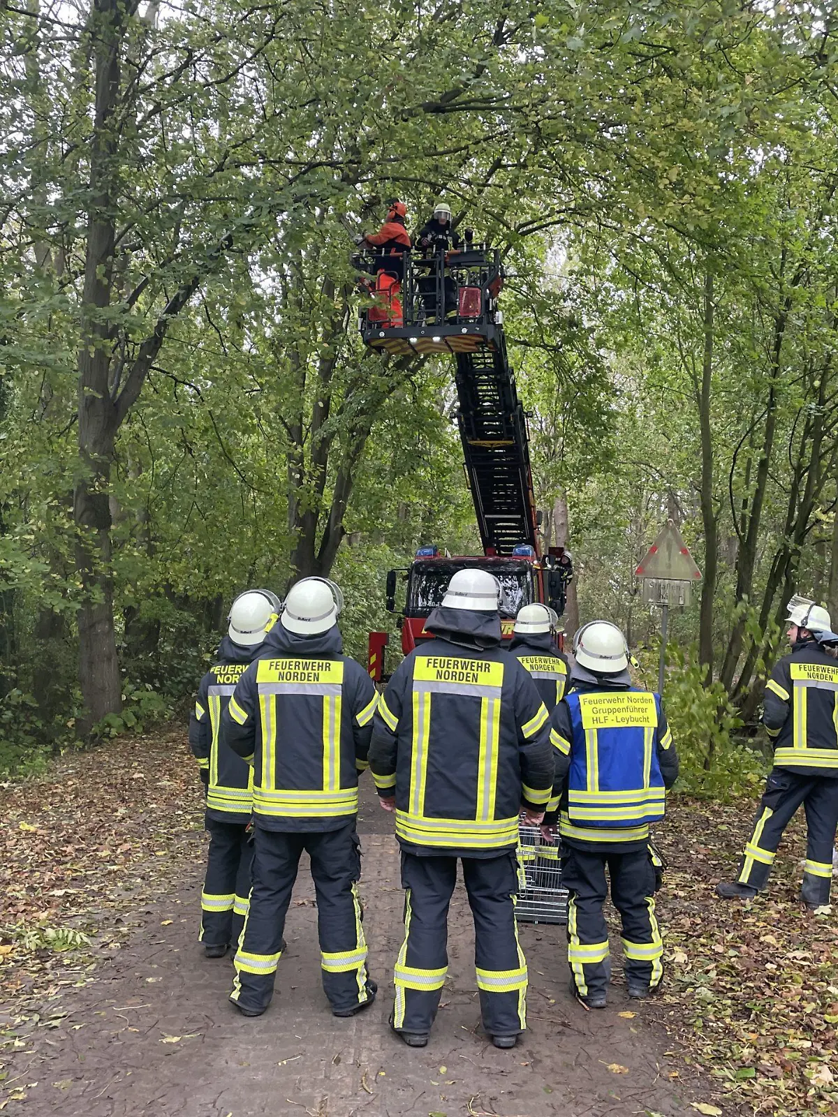 Bild zu: "Bei Regen und Sturm! Katze Queeny sitzt fünf Tage auf Baum fest"