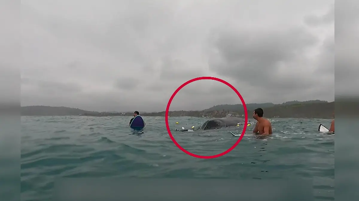 Nur mit einem Messer! Surfer retten Buckelwal das Leben Meeresriese gefangen im Netz