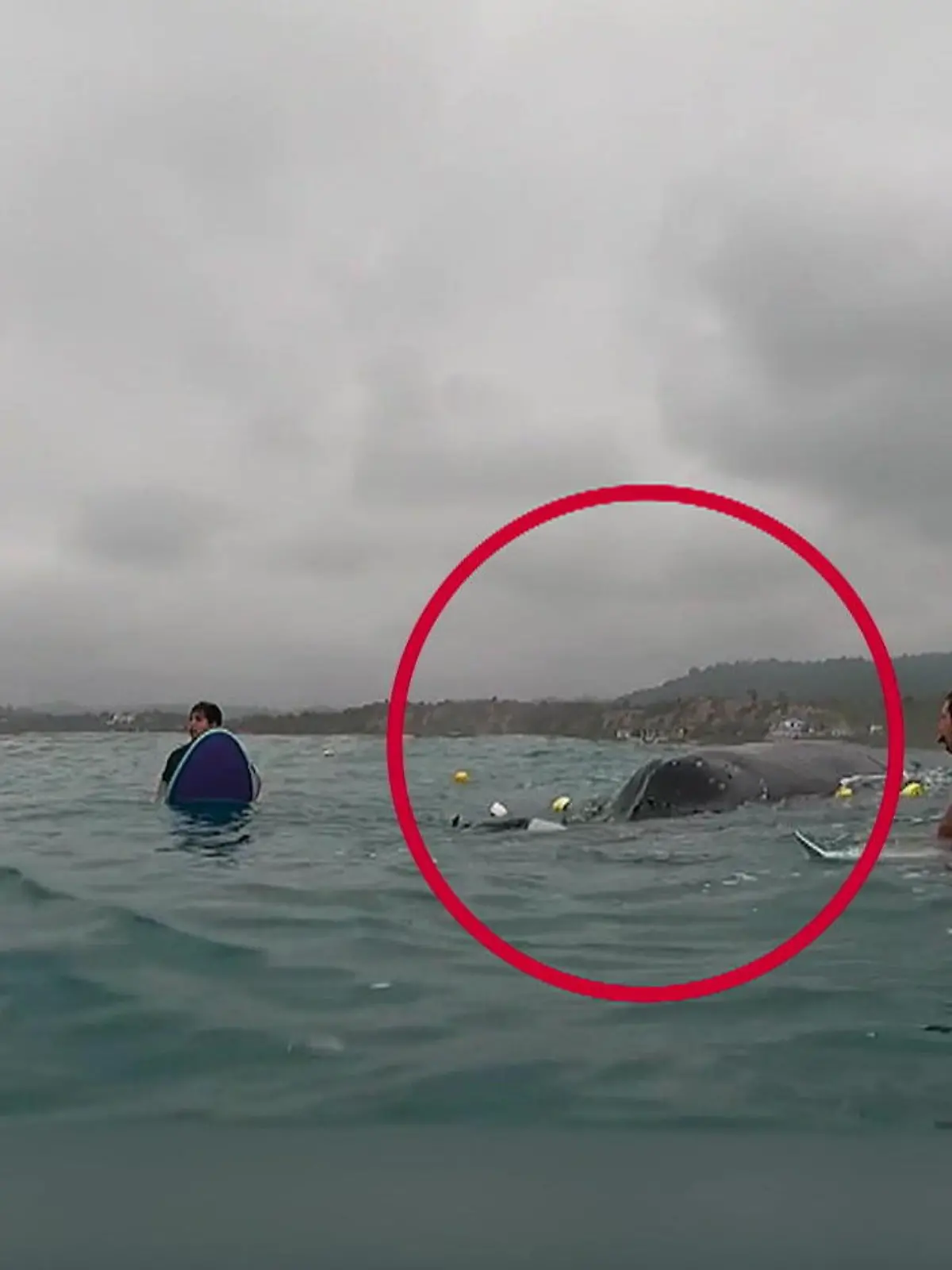 Bild zu: "Nur mit einem Messer! Surfer retten Buckelwal das Leben"