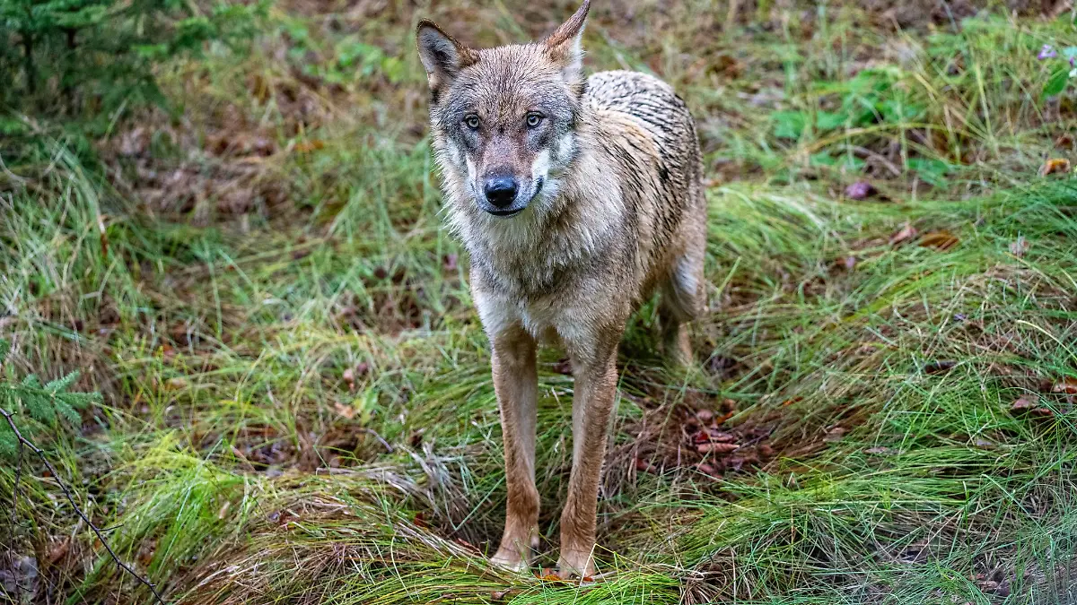 Ein Wolf durchquert in den frühen Morgenstunden ein Feld im Norden.