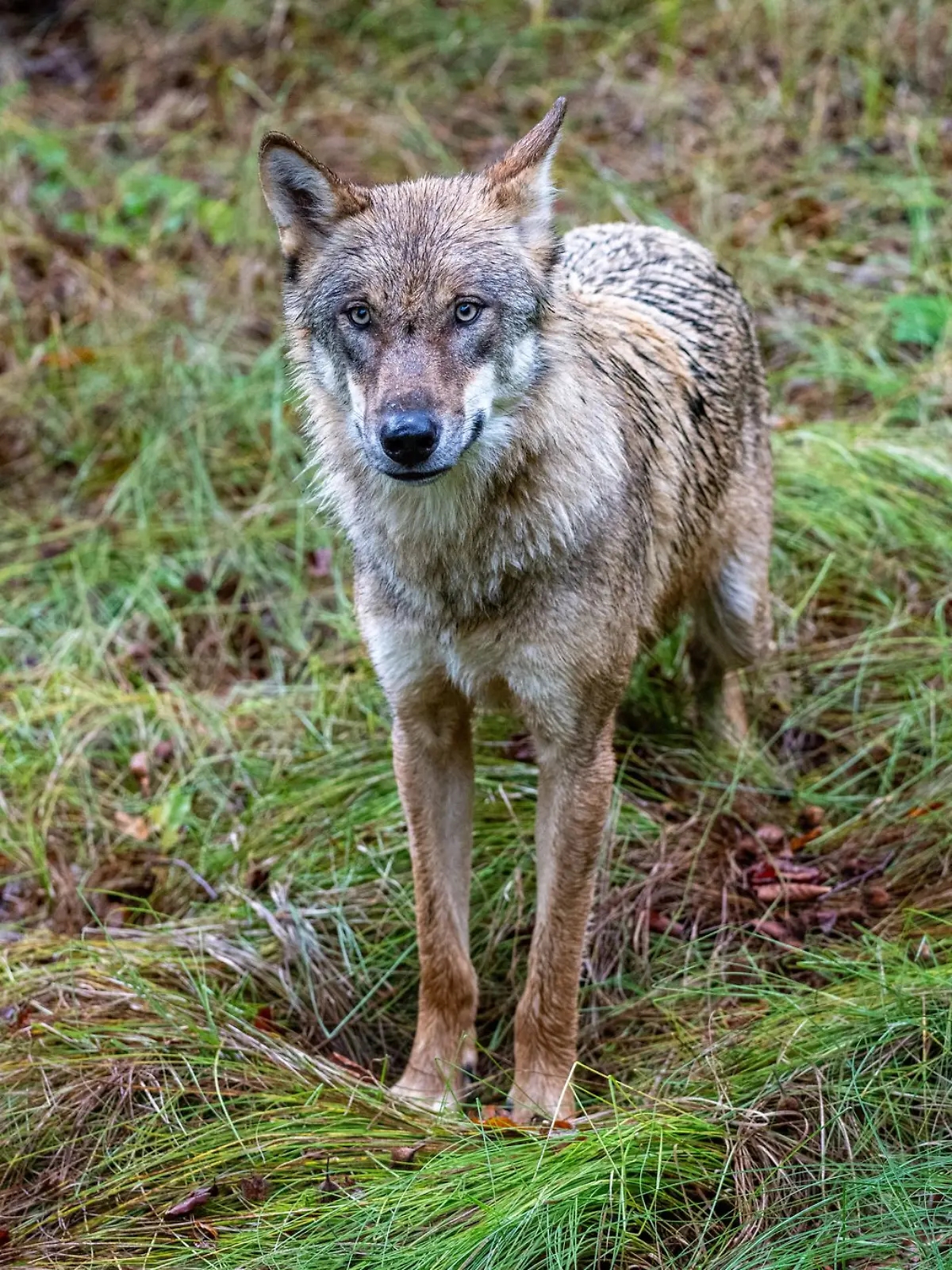 Ein Wolf durchquert in den frühen Morgenstunden ein Feld im Norden.