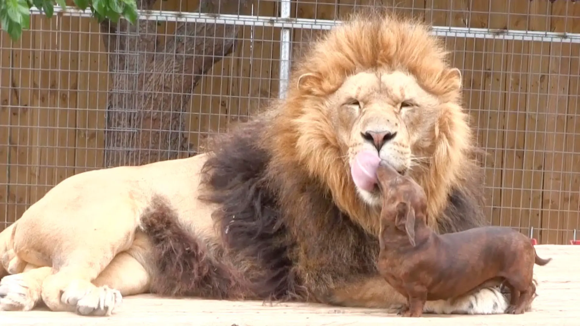 Wynnewood, Oklahoma: Löwenpascha Bonedigger (5) kost mit Dackel Milo (7) im "Exotic Animal Park".
Heute sieht man es ihm nicht an - aber bei seiner Geburt war Bonedigger ein schwächliches Baby, das per Flsche großgezogen werden mußte. Dackel Milo hatte sich schon damals um den Kleinen gekümmert. Für sie gehört der Riese noch immer zur Familie - klar, dass sie ihm auch ihre eigenen fünf Welpen vorstellt. s1993
