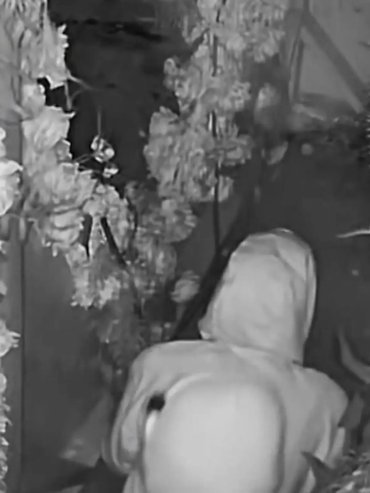 Erst Einbruch, dann Sex! Paar schockt Kellner mit Erotik-Show