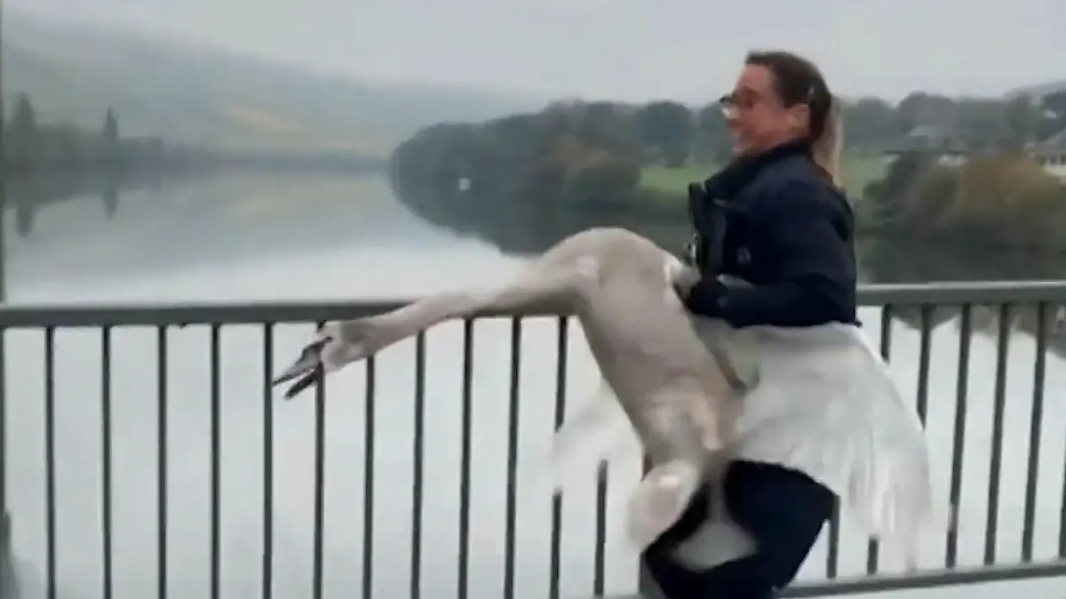 Mein lieber Schwan! Polizistin nimmt es mit Riesenvogel auf Ungewöhnlicher Einsatz in Rheinland-Pfalz
