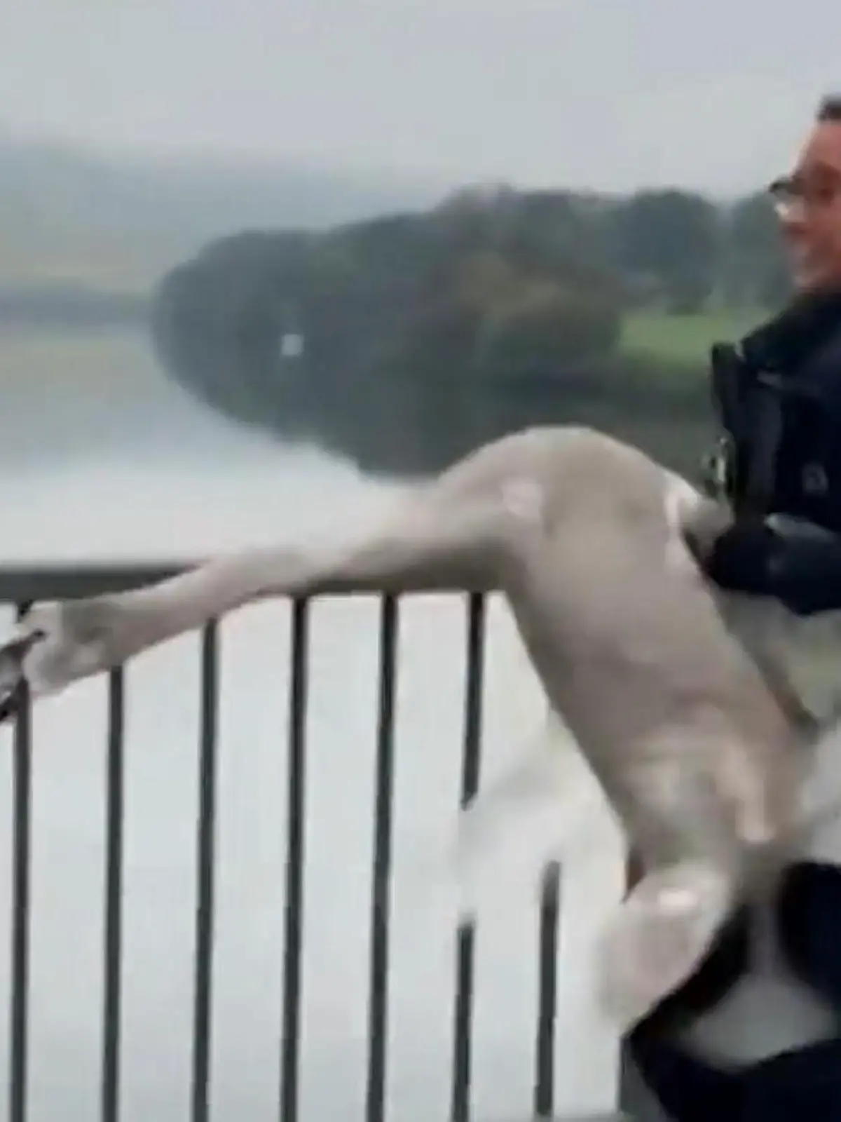 Bild zu: "Mein lieber Schwan! Polizistin nimmt es mit Riesenvogel auf"