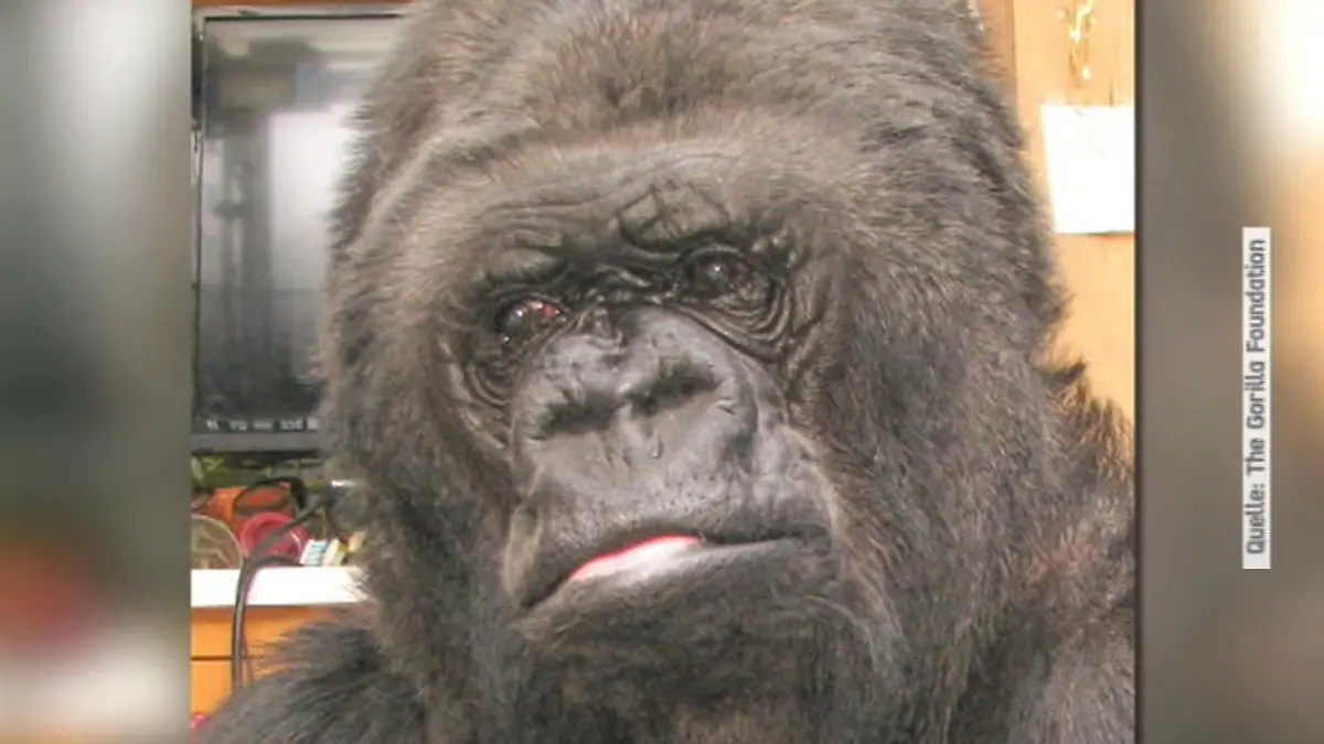 Gorilla.jpg