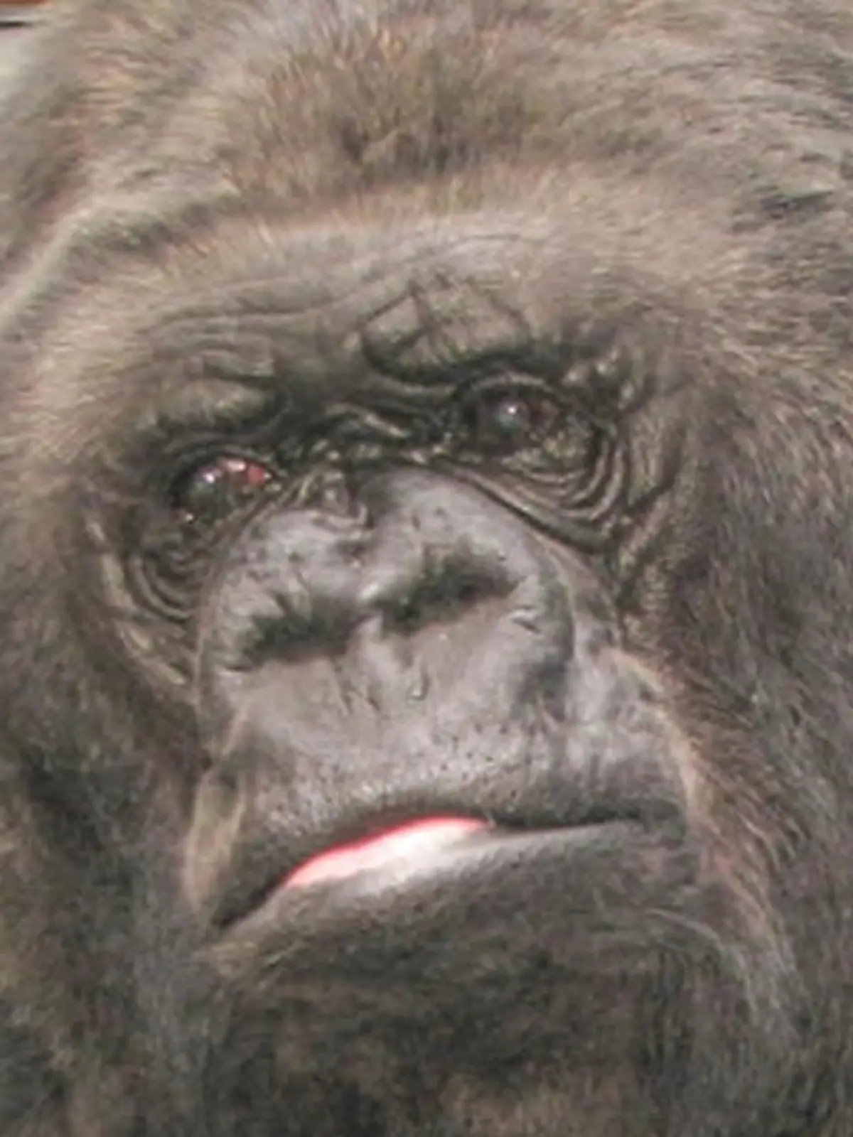 Gorilla.jpg