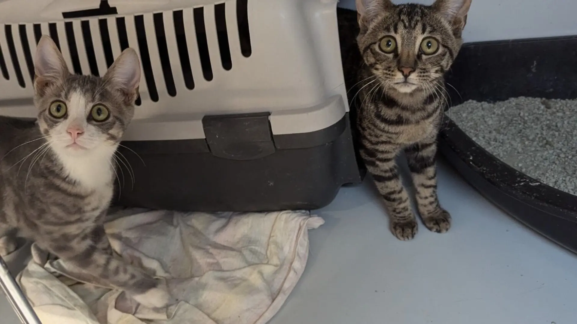 Cat2.jpg