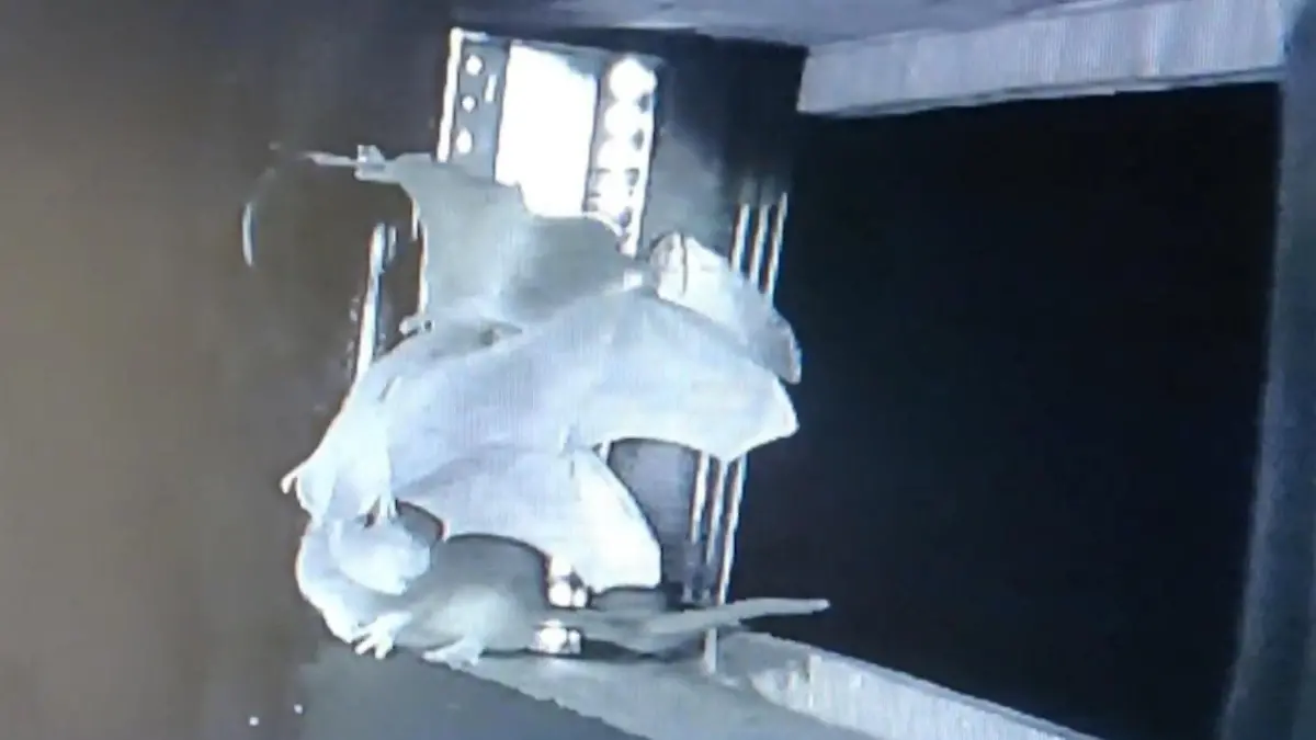 Noch nie zuvor gefilmt! So clever erbeuten Ratten Fledermäuse aus der Luft Jagdszenen in Norddeutschland