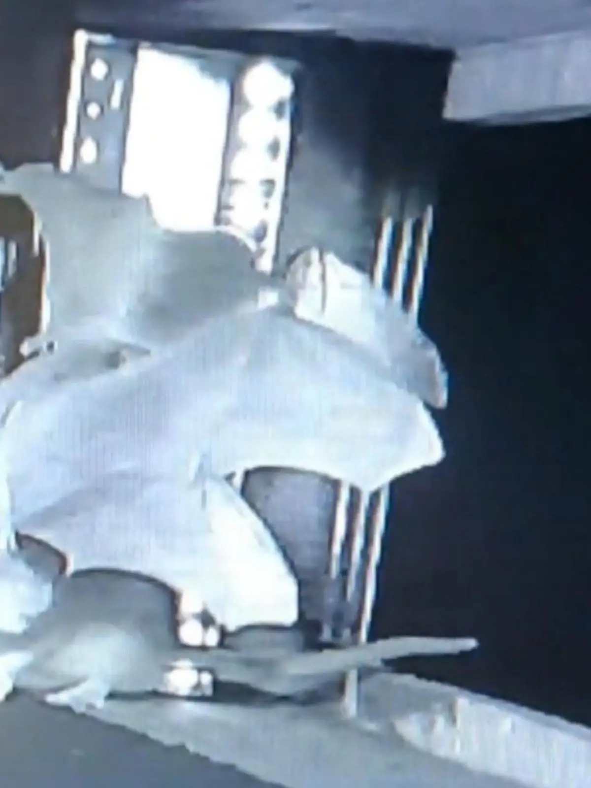 Bild zu: "Noch nie zuvor gefilmt! So clever erbeuten Ratten Fledermäuse aus der Luft"