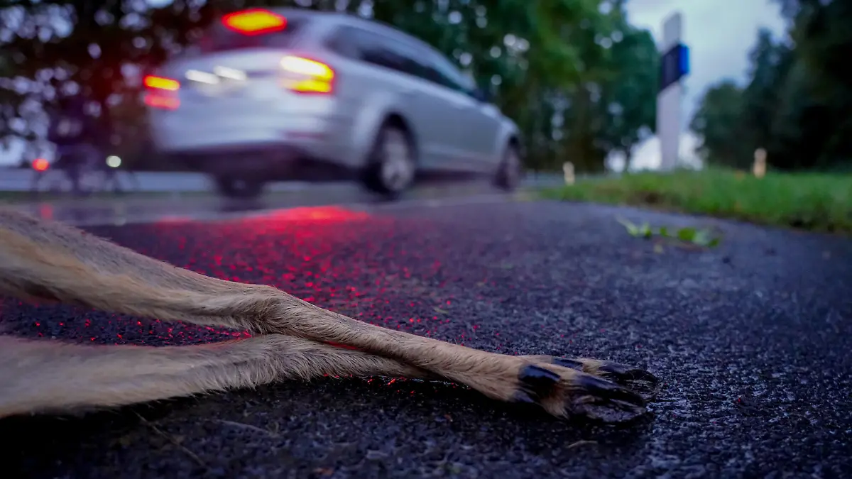 Wildunfall (Symbolbild)