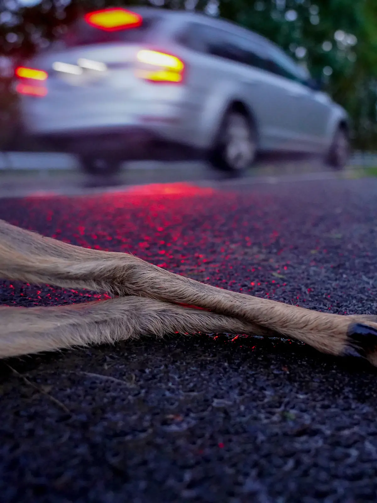 Bild zu: "Hirsch fliegt nach Unfall durch Frontscheibe – Mann (60) tot"