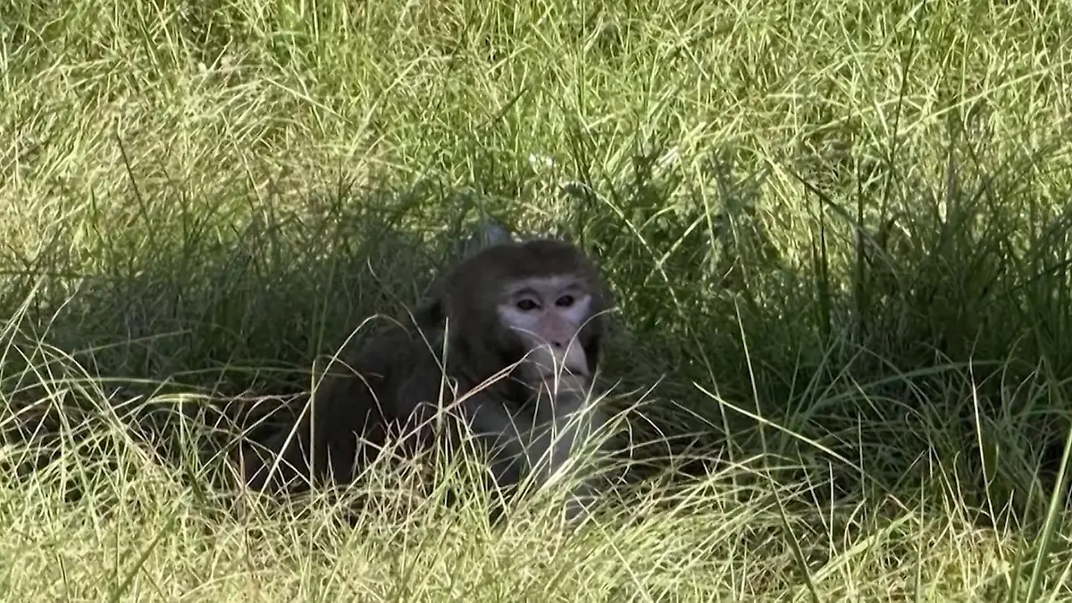 Nach Lkw-Unfall geflohen! Polizisten schießen auf Affen – weil sie gefährlich sein sollen Beamte befürchten Infektionsgefahr