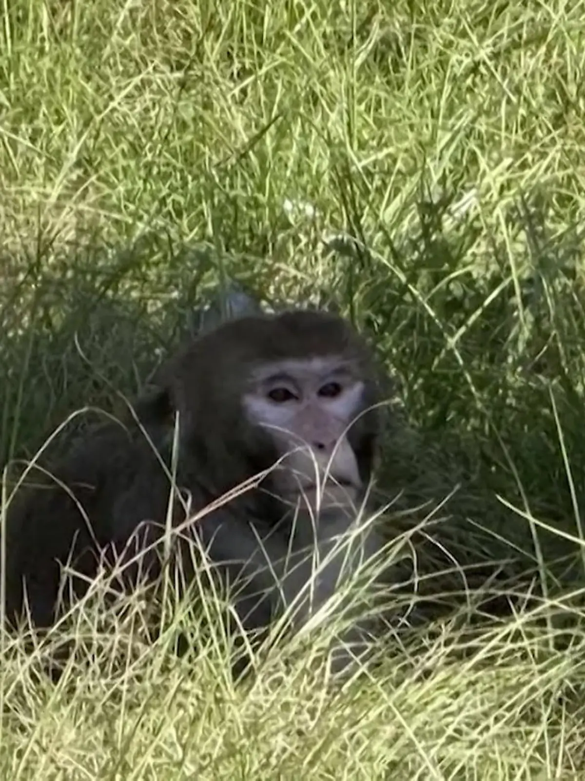Bild zu: "Nach Lkw-Unfall geflohen! Polizisten schießen auf Affen – weil sie gefährlich sein sollen"