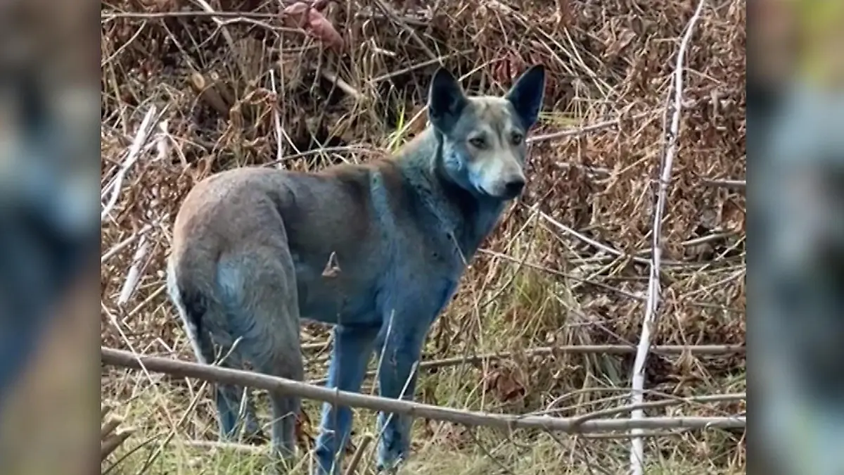 Rätsel um blaue Hunde von Tschernobyl Unheimliche Entdeckung