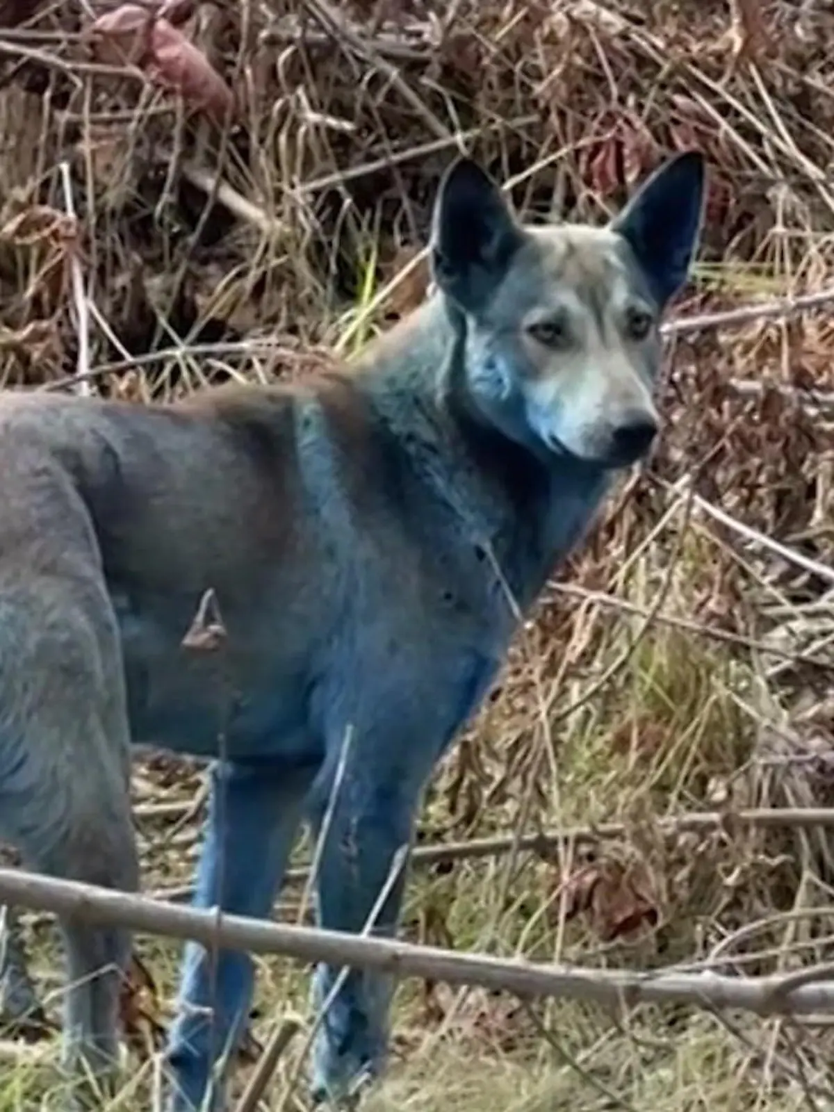 Bild zu: "Rätsel um blaue Hunde von Tschernobyl"