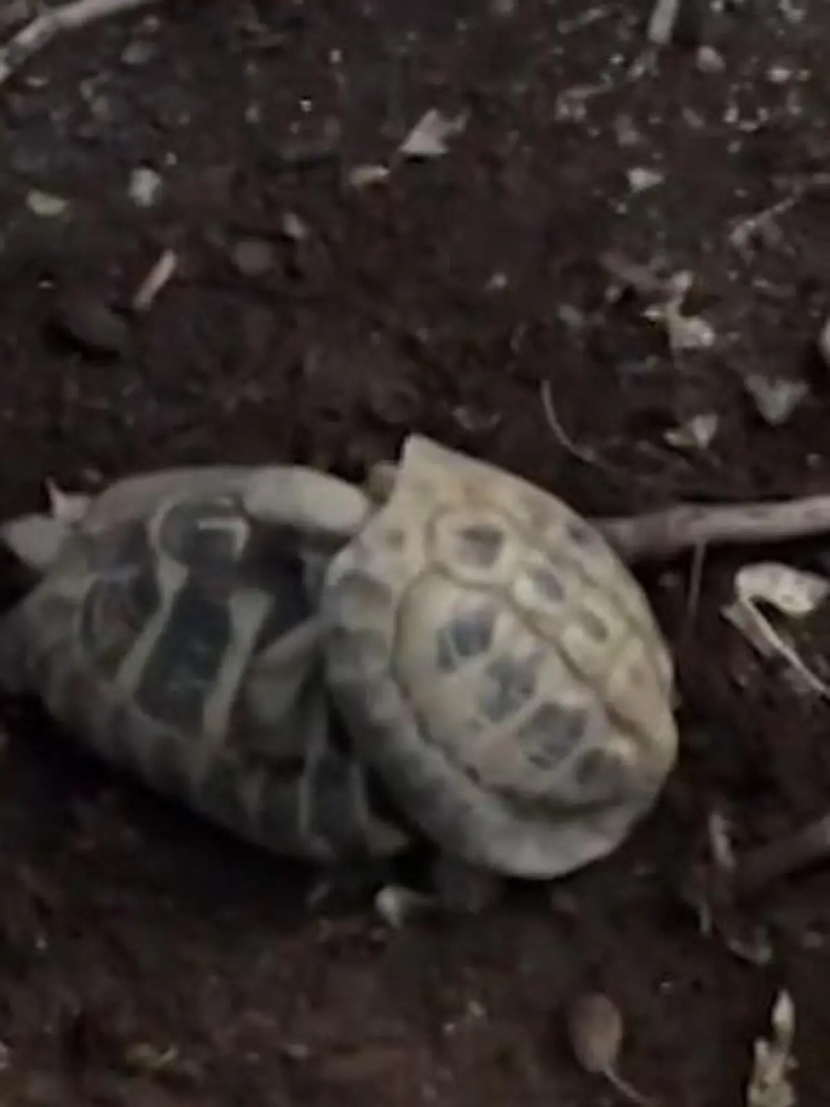 Welch ein Sound! Schildkröten beim Sex erwischt