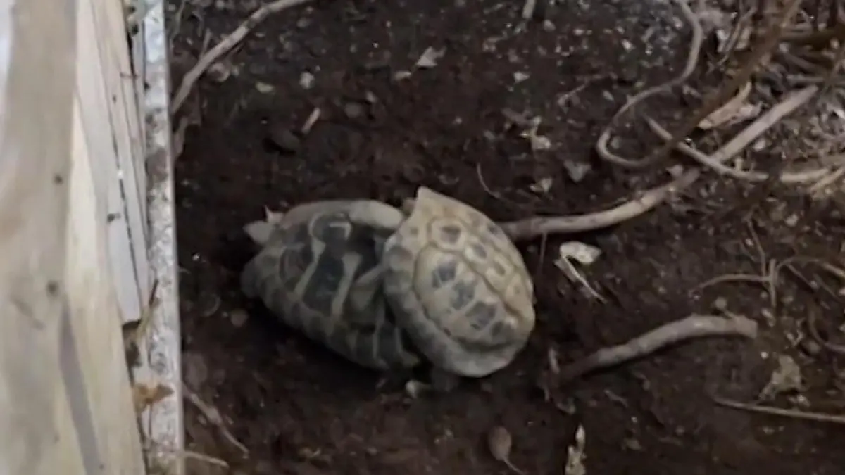 Ihr Stöhnen geht unter den Panzer! Urlauber ertappt Schildkröten beim Sex Von wegen unertappt