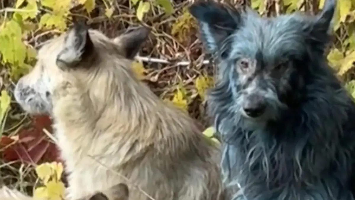 Bei Atomkraftwerk gefunden! Rätsel um blaue Hunde in Tschernobyl Fast 40 Jahre nach Katastrophe