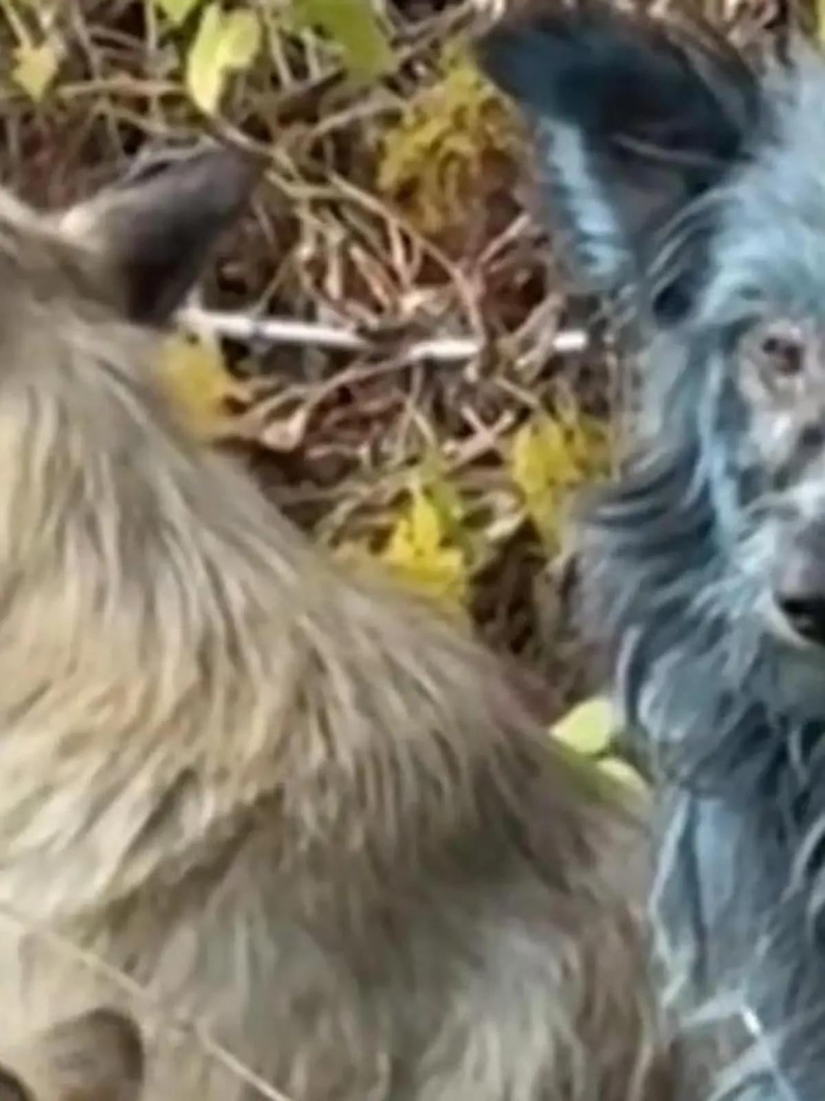 Bild zu: "Bei Atomkraftwerk gefunden! Rätsel um blaue Hunde in Tschernobyl"