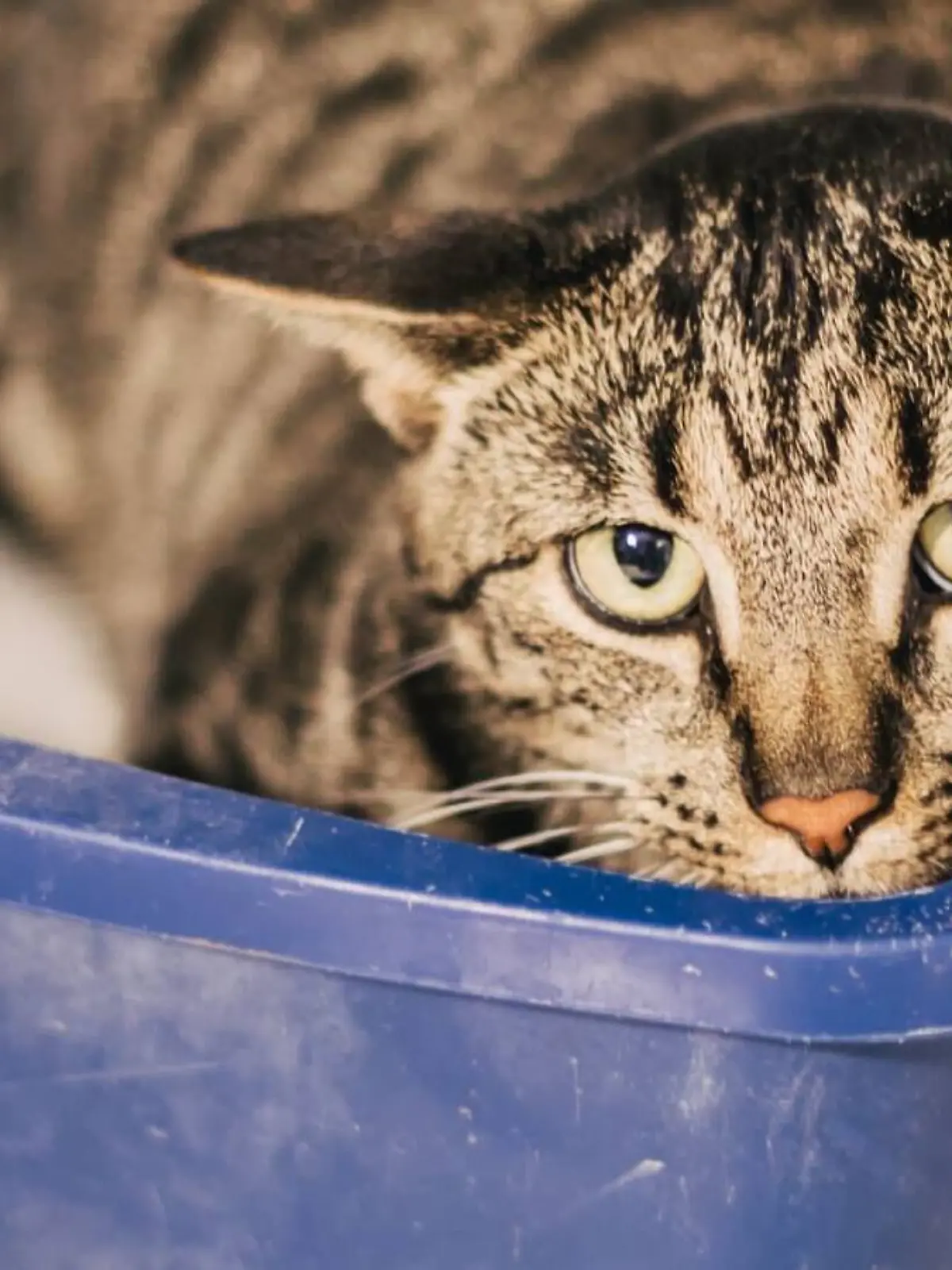 Bild zu: "Erst verliert er sein Zuhause, dann seinen Bruder: Jetzt weint der kleine Aqua allein im Tierheim"