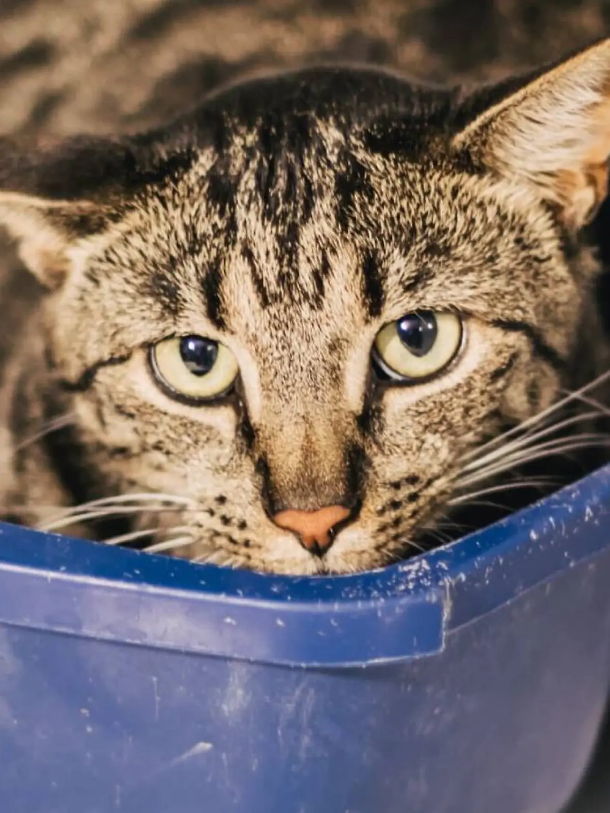 Bild zu: "Erst verliert er sein Zuhause, dann seinen Bruder: Jetzt weint der kleine Aqua allein im Tierheim"