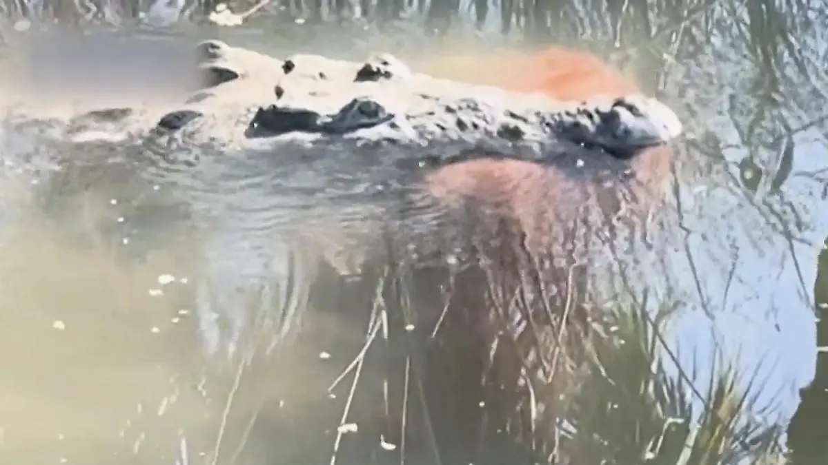 Golden Retriever im Maul! Killer-Krokodil tötet Familienhund – Anwohner in Angst „Einfach herzzerreißend"
