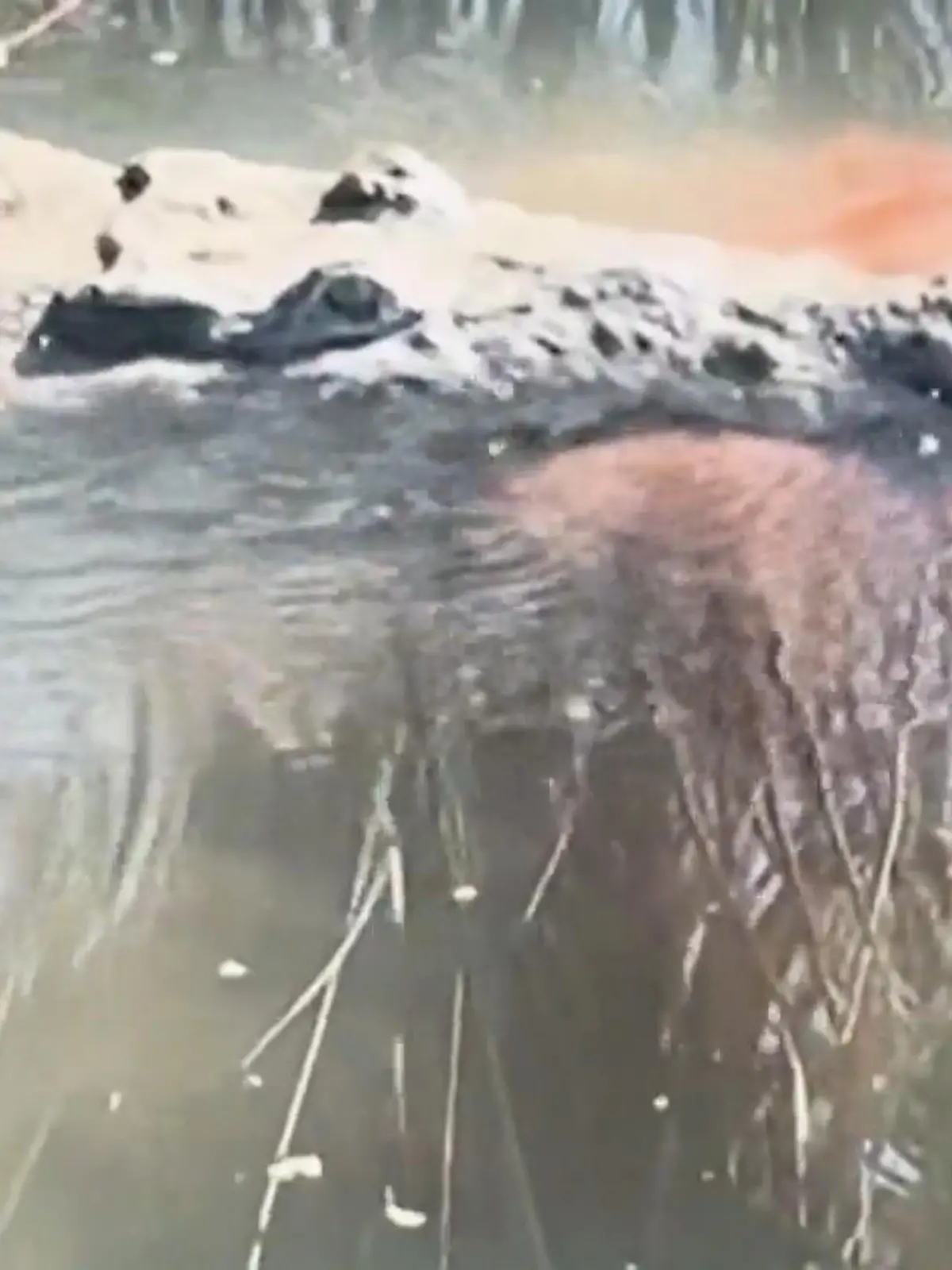 Bild zu: "Golden Retriever im Maul! Killer-Krokodil tötet Familienhund – Anwohner in Angst"