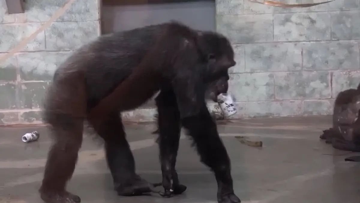 Susie ist im Alter von 71 Jahren eingeschläfert worden.