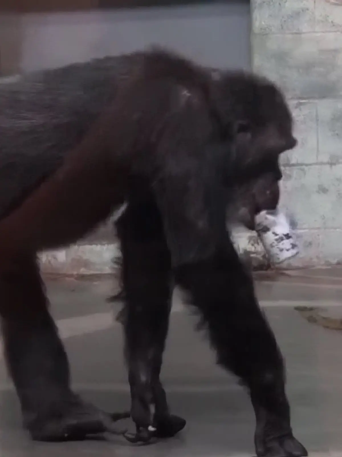 Susie ist im Alter von 71 Jahren eingeschläfert worden.