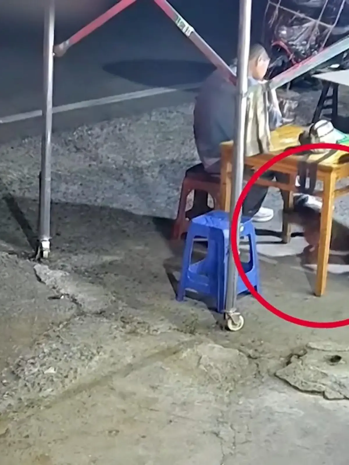 Bild zu: "Sein Bellen rettet Leben! Dank Hund kann Familie noch rechtzeitig flüchten"