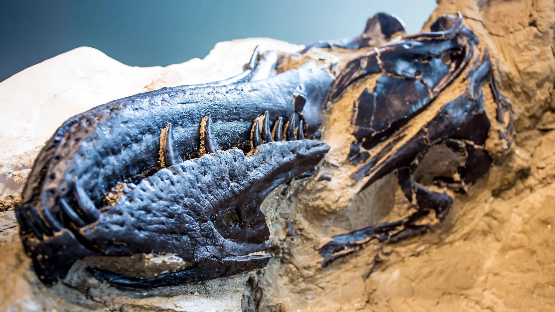 Schädel des Nanotyrannus