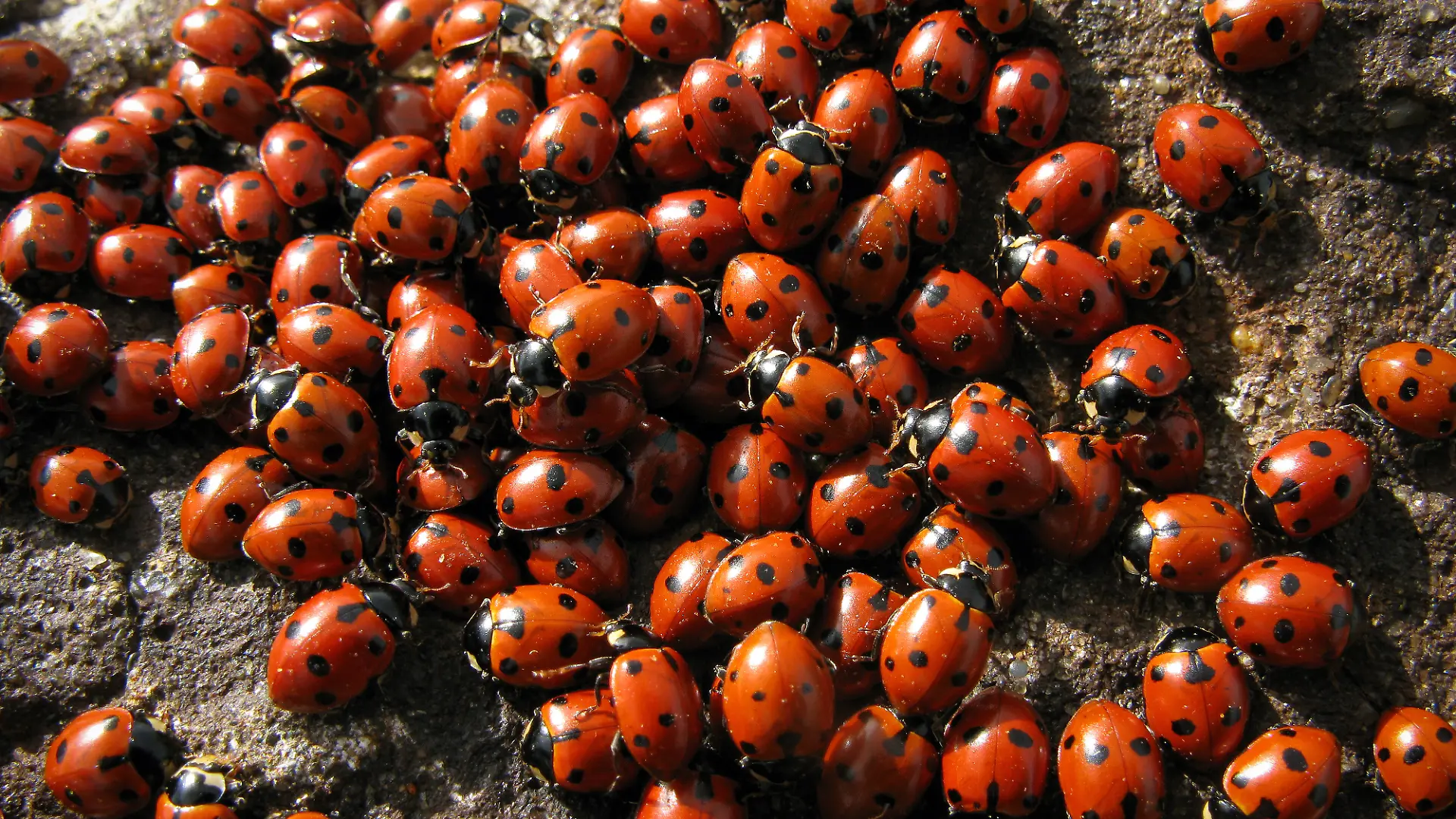 Viele Marienkäfer