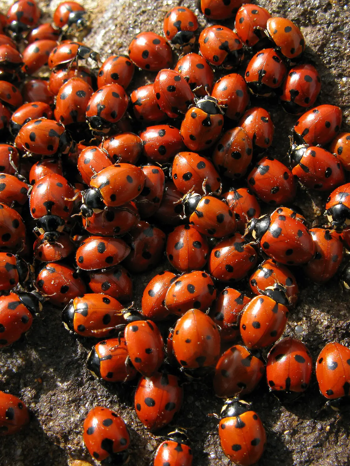 Viele Marienkäfer