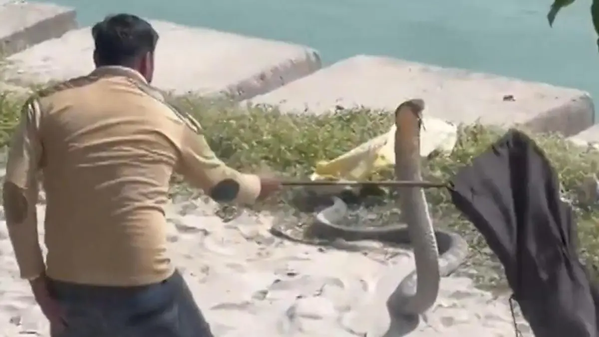 Erbitterter Kampf! Königskobra greift Mann immer wieder an – eine Stunde lang! Giftschlange bedroht Anwohner