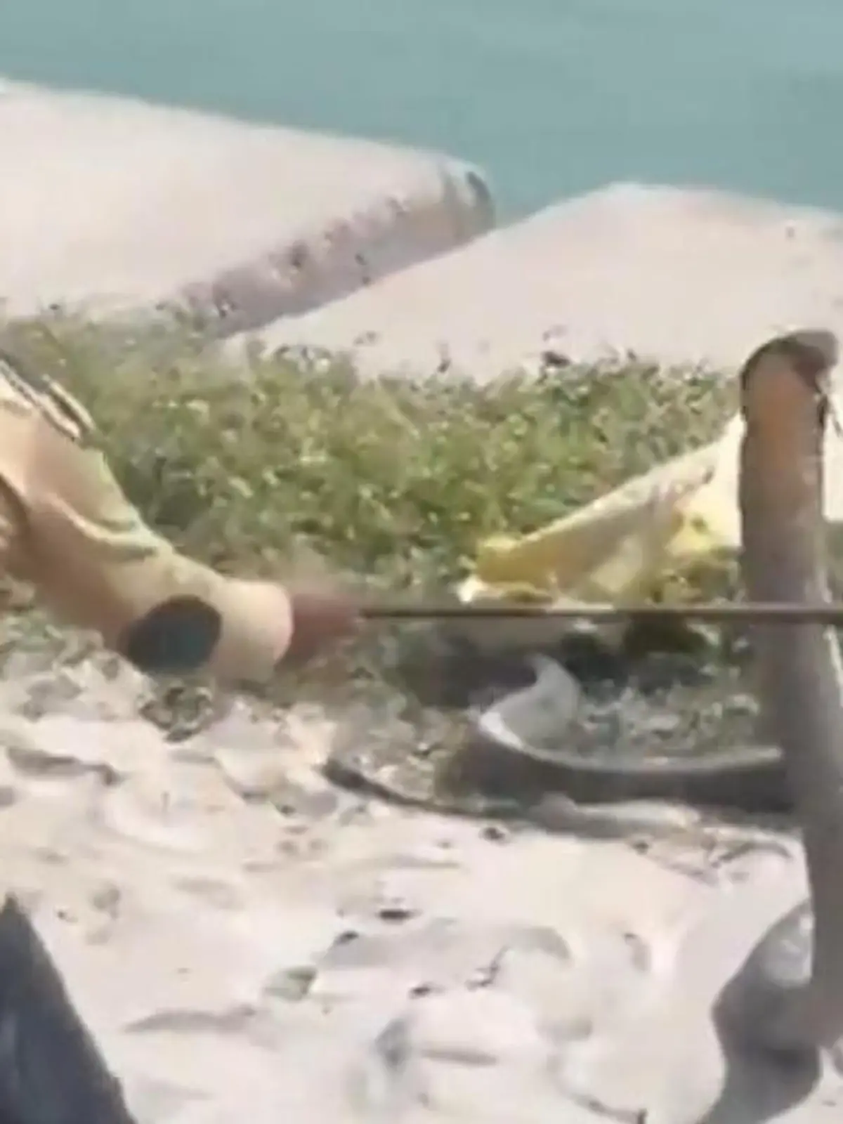 Bild zu: "Erbitterter Kampf! Königskobra greift Mann immer wieder an – eine Stunde lang!"