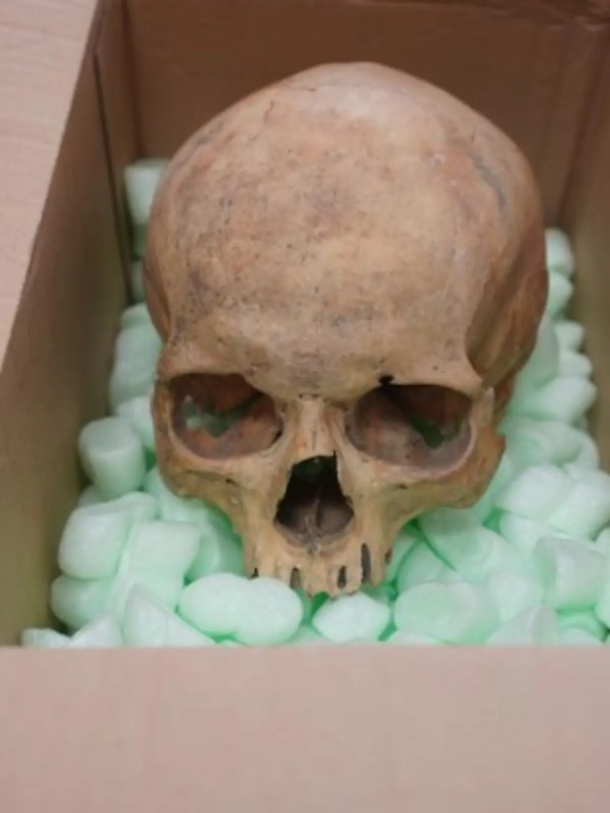 Dieses Foto  des zurückgeschickten Totenkopfes veröffentlichte die Verwaltung des Stephansdoms 