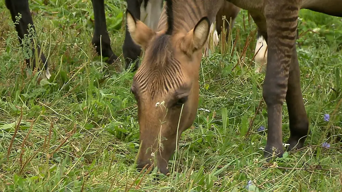 Zorse – halb Pferd halb Zebra Frau aus Vlotho hat eins